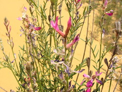 Astragalus brachylobus