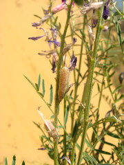 Astragalus brachylobus