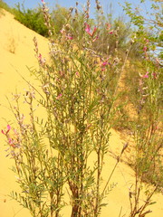 Astragalus brachylobus