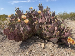 Opuntia azurea diplopurpurea