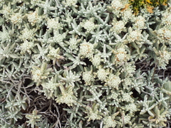 Teucrium vincentinum