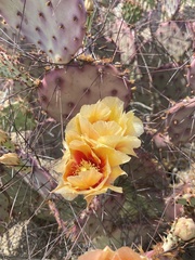 Opuntia azurea diplopurpurea