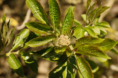Sambucus nigra