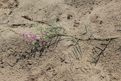 Astragalus brachylobus