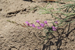 Astragalus brachylobus