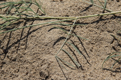 Astragalus brachylobus