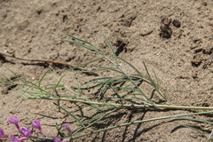 Astragalus brachylobus