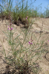 Astragalus brachylobus