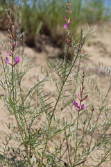 Astragalus brachylobus