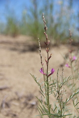 Astragalus brachylobus