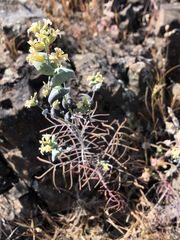 Streptanthus diversifolius