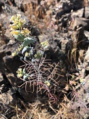 Streptanthus diversifolius