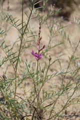Astragalus brachylobus
