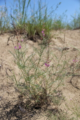 Astragalus brachylobus