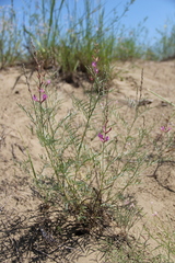 Astragalus brachylobus