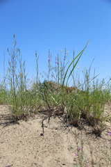 Astragalus brachylobus