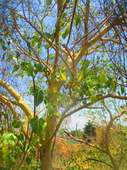 Ficus petiolaris