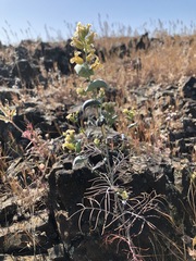 Streptanthus diversifolius