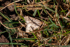 Theria rupicapraria
