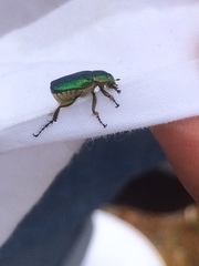 Diphucephala colaspidoides