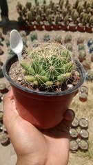 Mammillaria longimamma