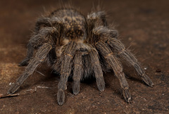 Harpactirella overdijki