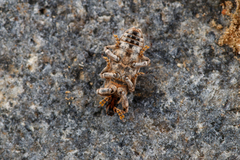 Bothynoderes affinis