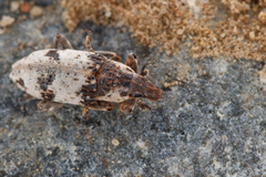Bothynoderes affinis