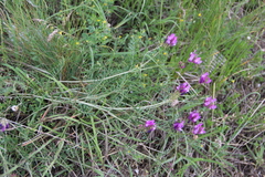 Astragalus bungeanus