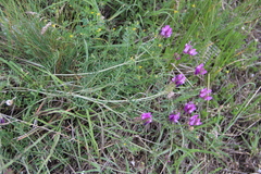 Astragalus bungeanus