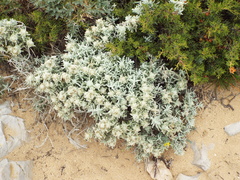 Teucrium vincentinum