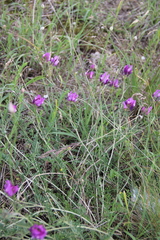 Astragalus bungeanus