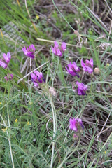 Astragalus bungeanus
