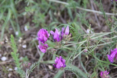 Astragalus bungeanus