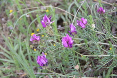 Astragalus bungeanus