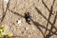 Bothynoderes affinis