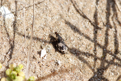 Bothynoderes affinis