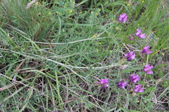 Astragalus bungeanus