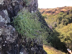 Boechera breweri shastaensis