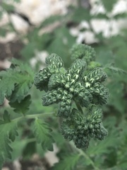 Phacelia congesta