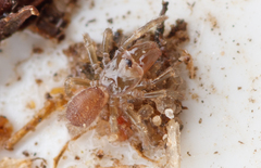 Atypus affinis