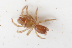 Atypus affinis