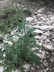 Phacelia congesta
