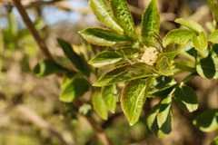 Sambucus nigra