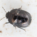 Scarab Shieldbug - Photo (c) Sean Birk Bek Craig, some rights reserved (CC BY-NC-ND), uploaded by Sean Birk Bek Craig