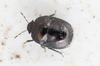 Scarab Shieldbug - Photo (c) Sean Birk Bek Craig, some rights reserved (CC BY-NC-ND), uploaded by Sean Birk Bek Craig