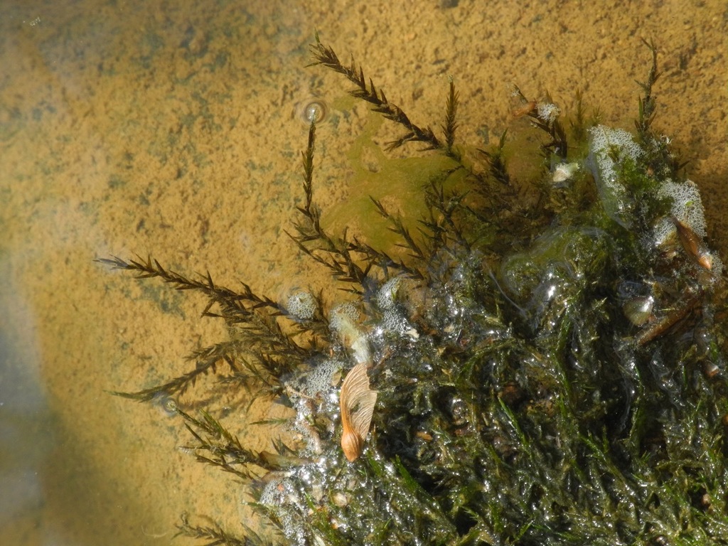 Cupped Water Moss