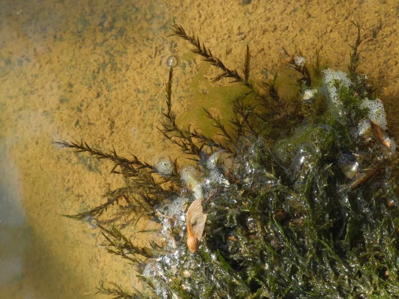 Fontinalis dalecarlica