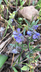Phacelia breweri