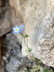 Mimophytum alienoides